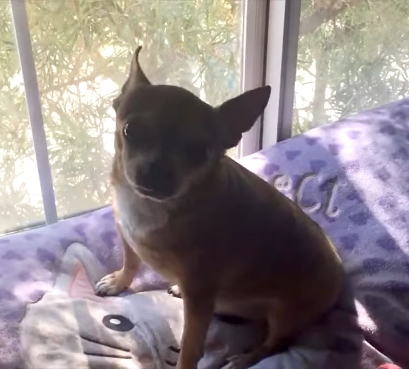 chihuahua sitting by the window