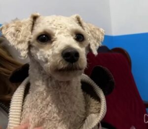 Kind Person Noticed This Shivering Dog Struggling On Her Own And