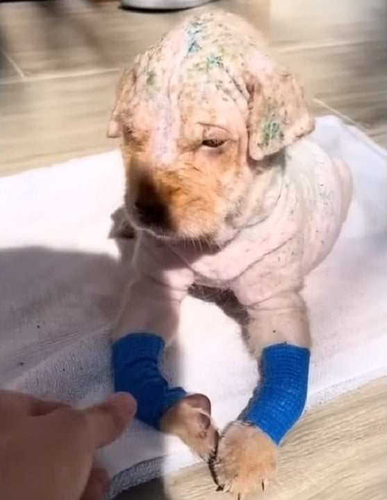 cold little puppy with injured legs
