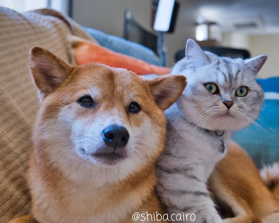 cute dog hanging with cat