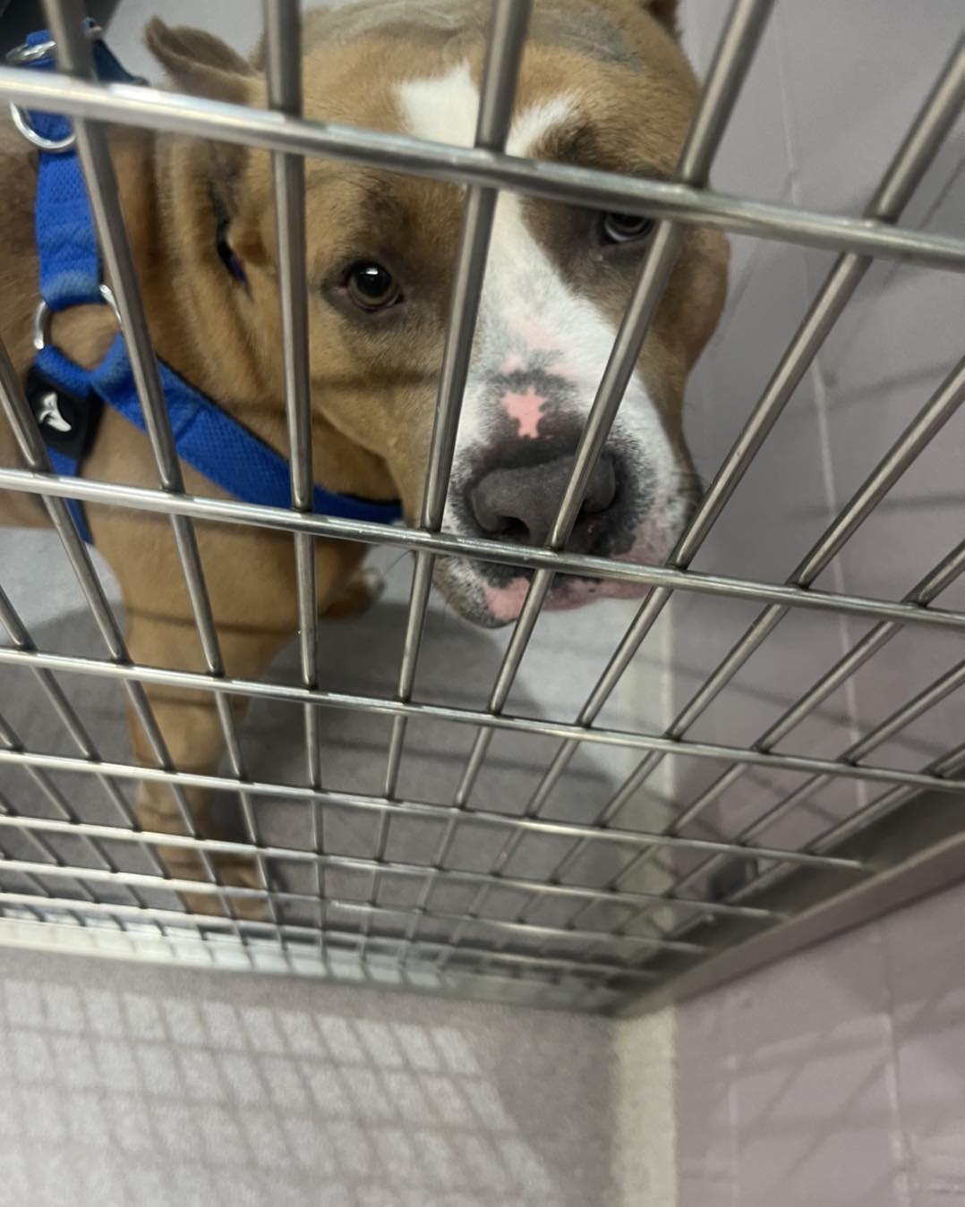 cute dog in a shelter