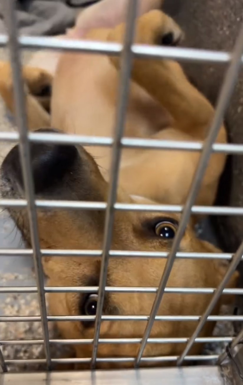 cute dog in shelter