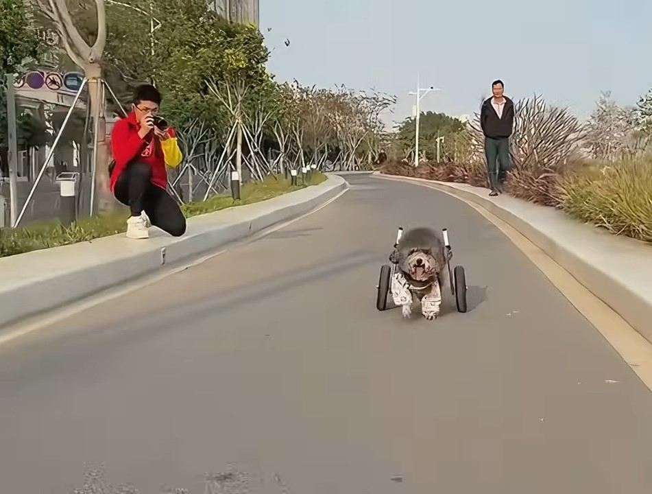 cute dog in wheelchair on the road