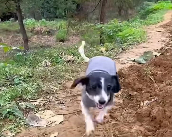 cute dog walking in the woods