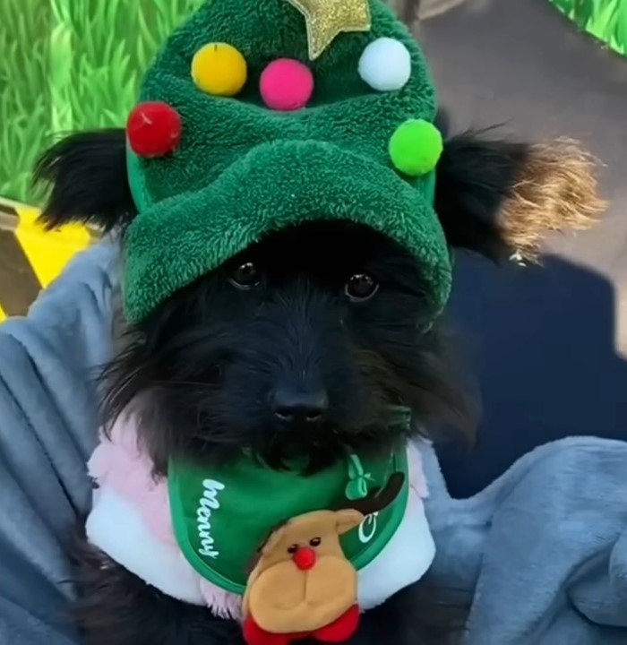 cute dog with Christmas clothes