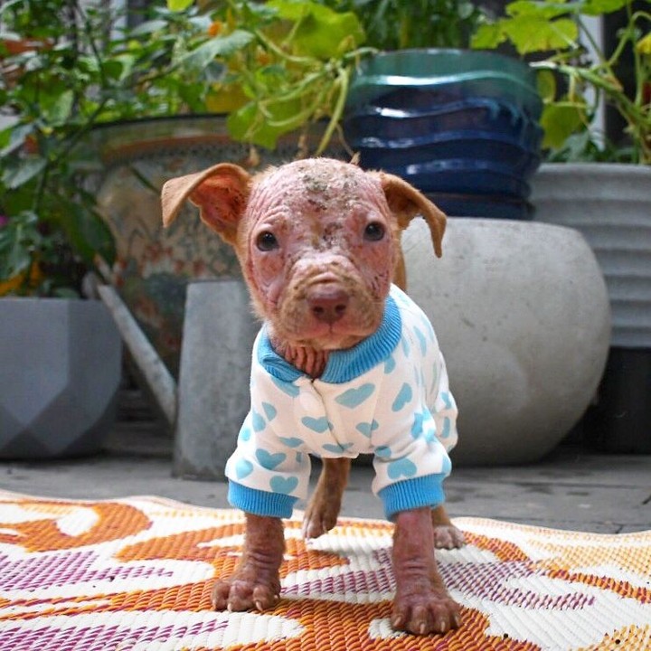 cute dog with cute shirt