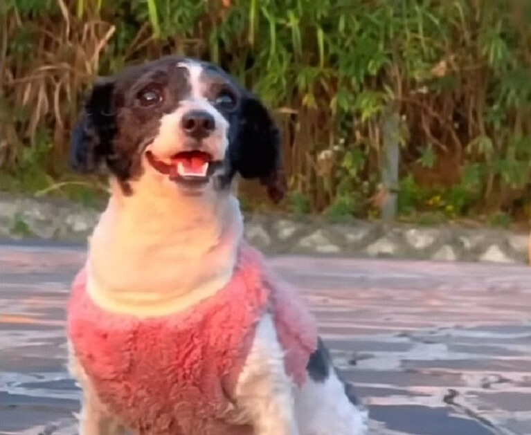 cute dog with sweet clothes on