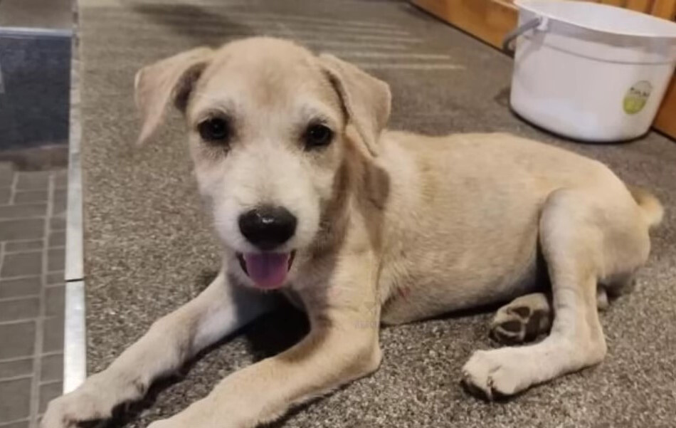 cute dog with tongue out