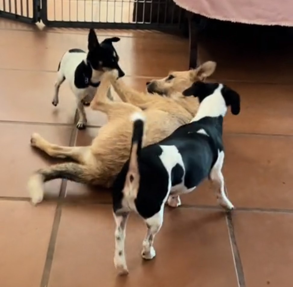 cute dogs playing together