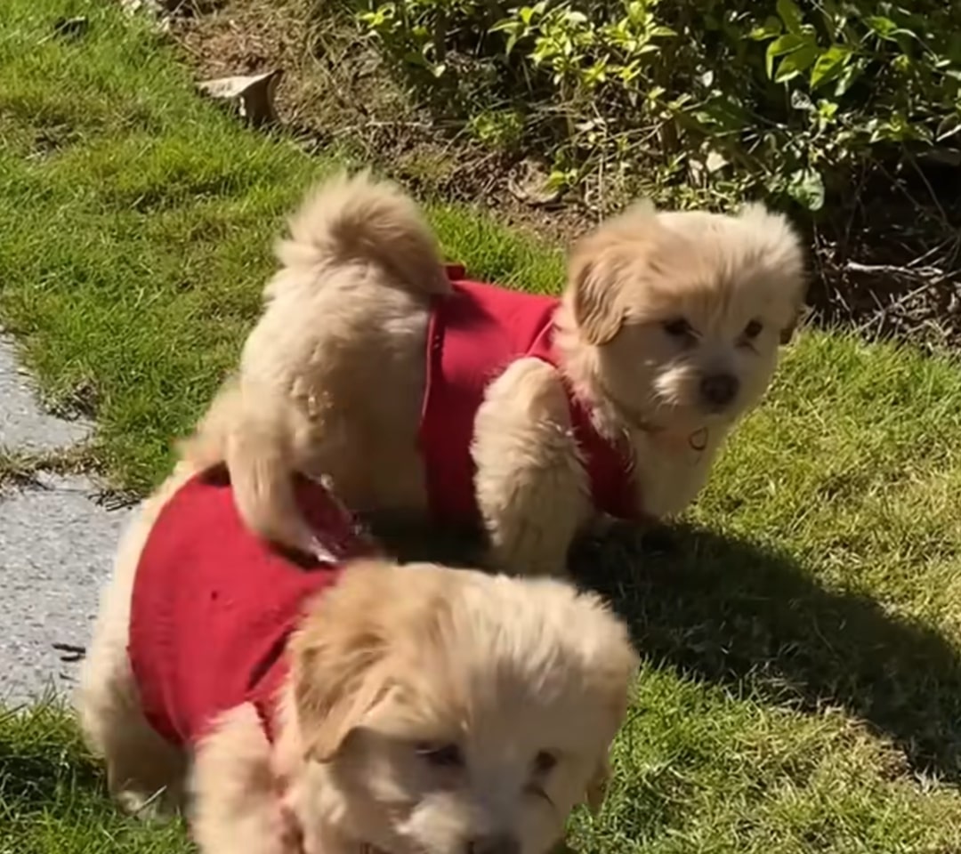 cute puppies with red shirt
