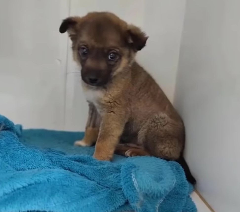 cute puppy sitting on the table