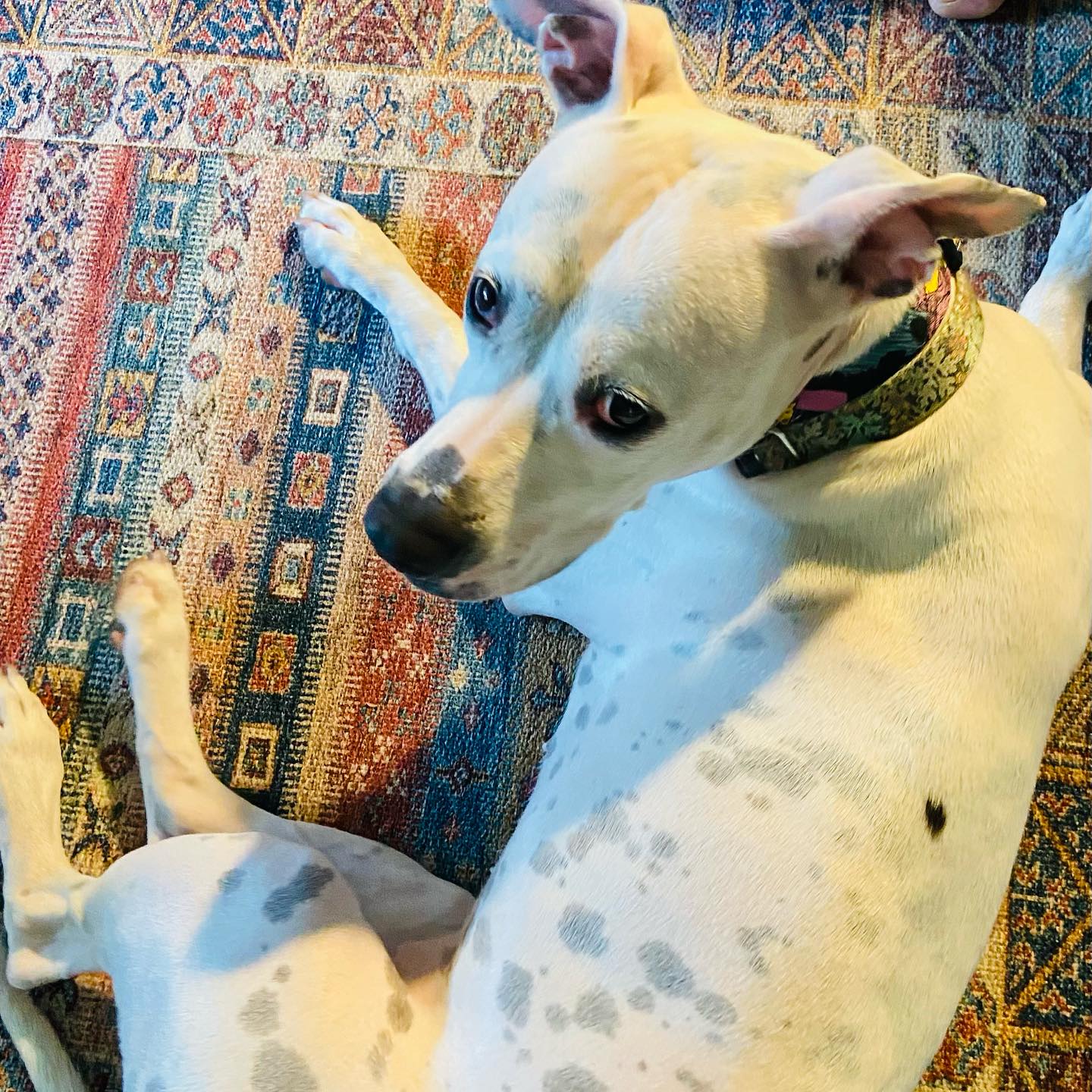 deaf dog on carpet