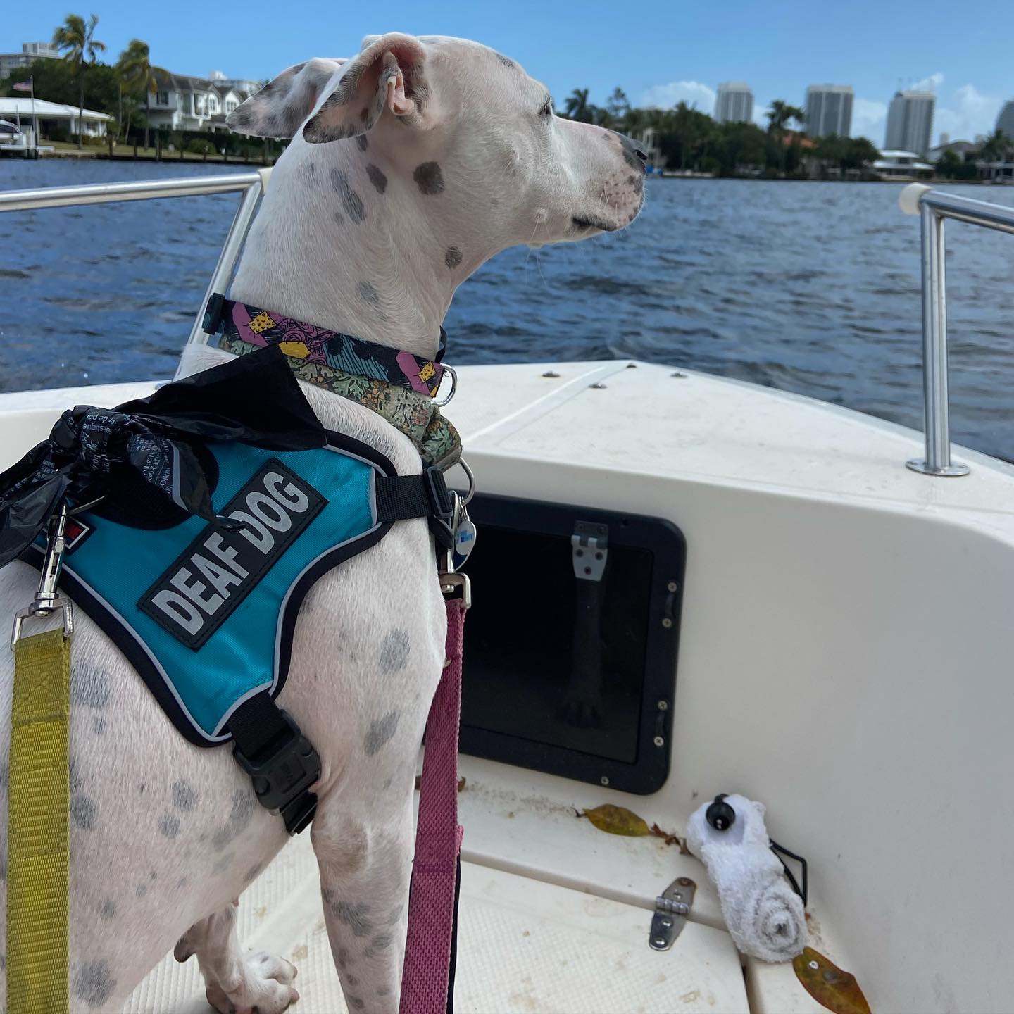 deaf dog on the boat
