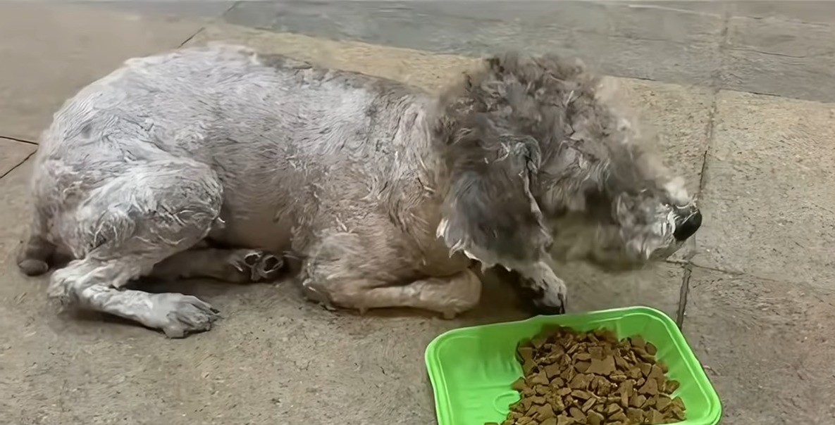 disabled dog laying next to the food