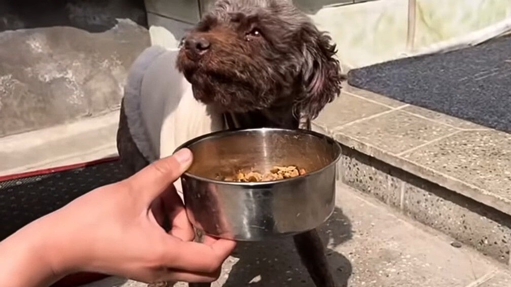 dog and a bowl of food
