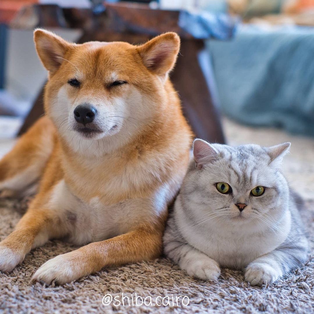 dog and cat laying togethet