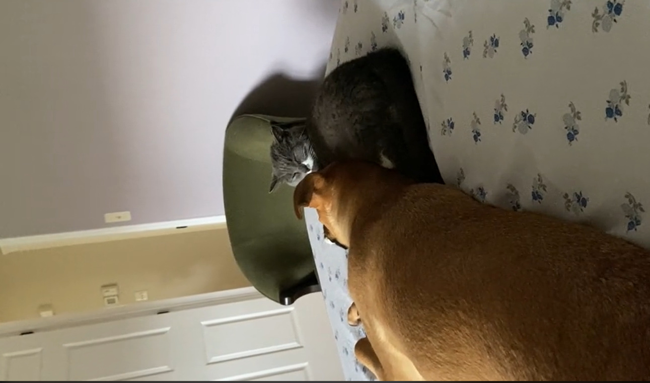 dog and cat lying on bed