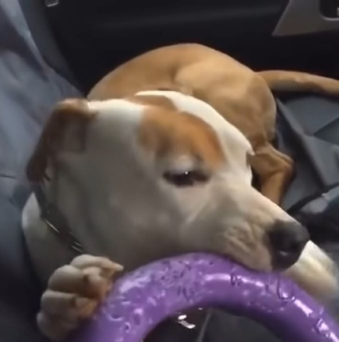 dog biting a toy