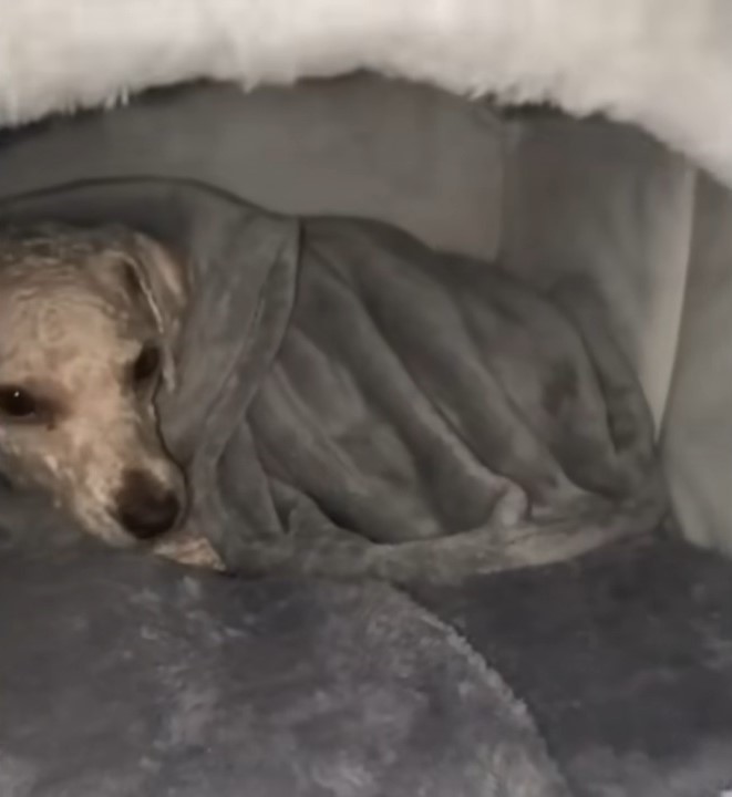 dog covered with a blanket