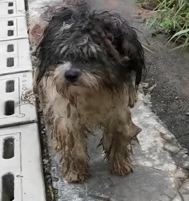 dog covered with mud