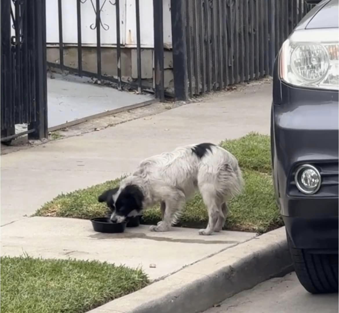 dog drinking water on the street