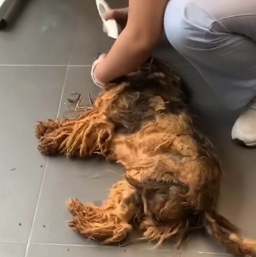 dog getting a haircut