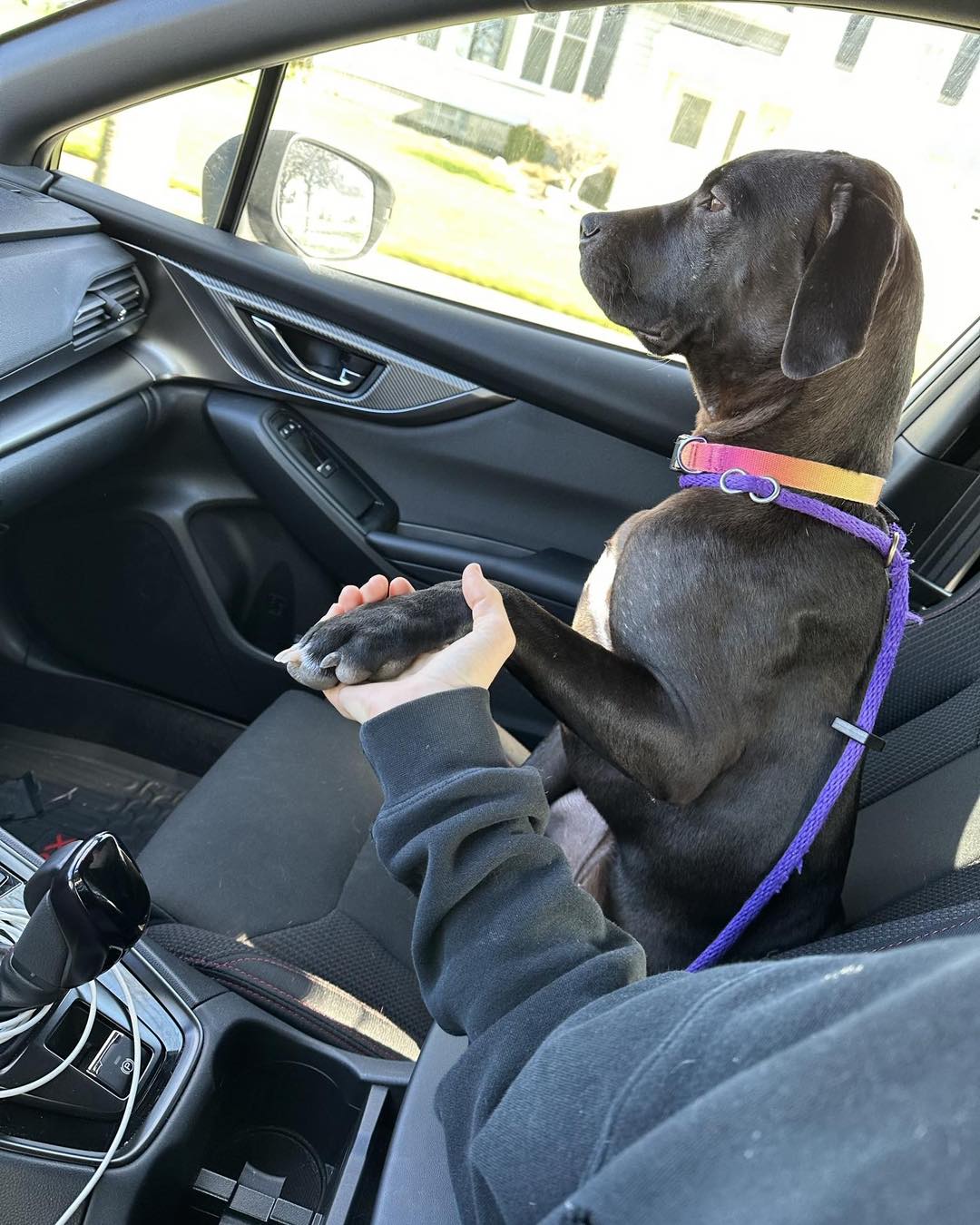 dog giving his paw to woman while driving