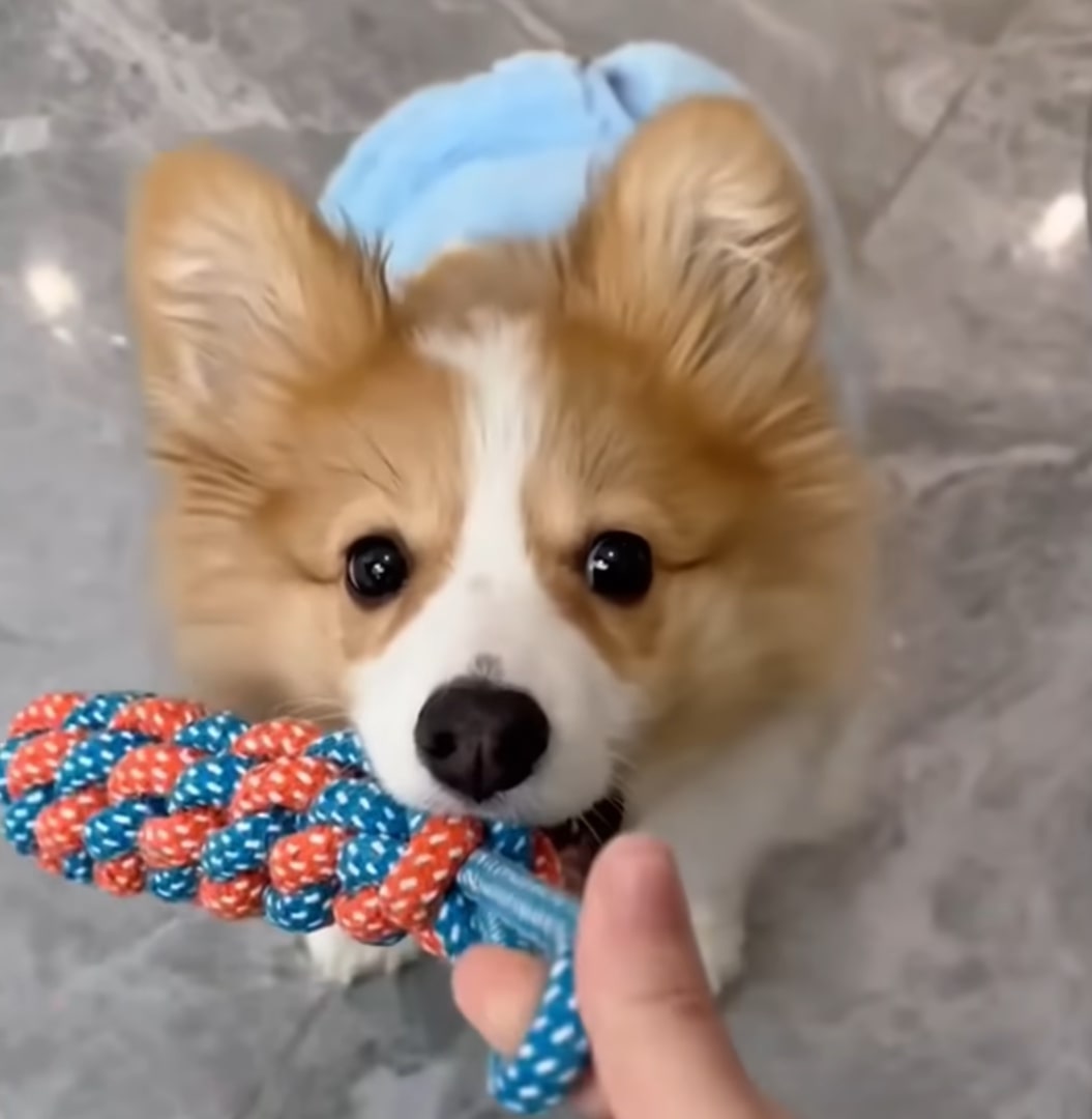 dog holding a toy