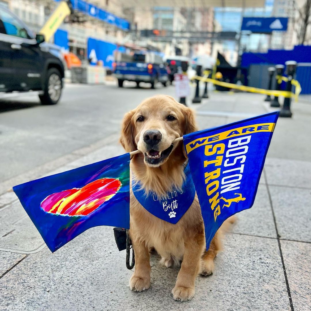 dog holding flags in its mouth