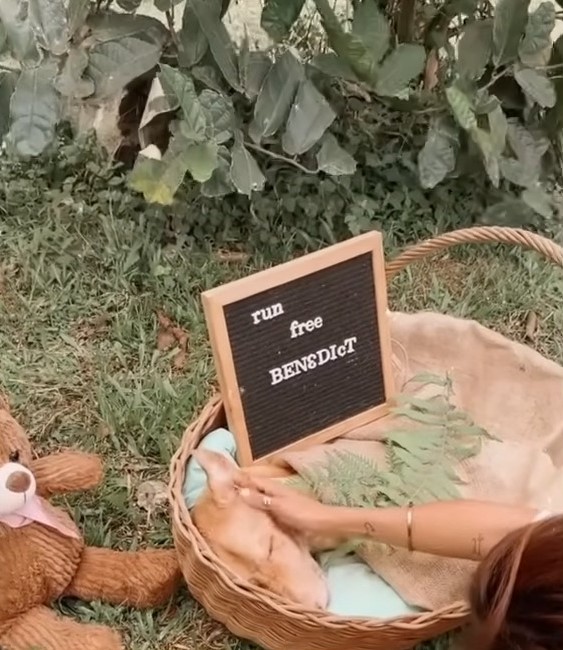 dog in a basket with a sign