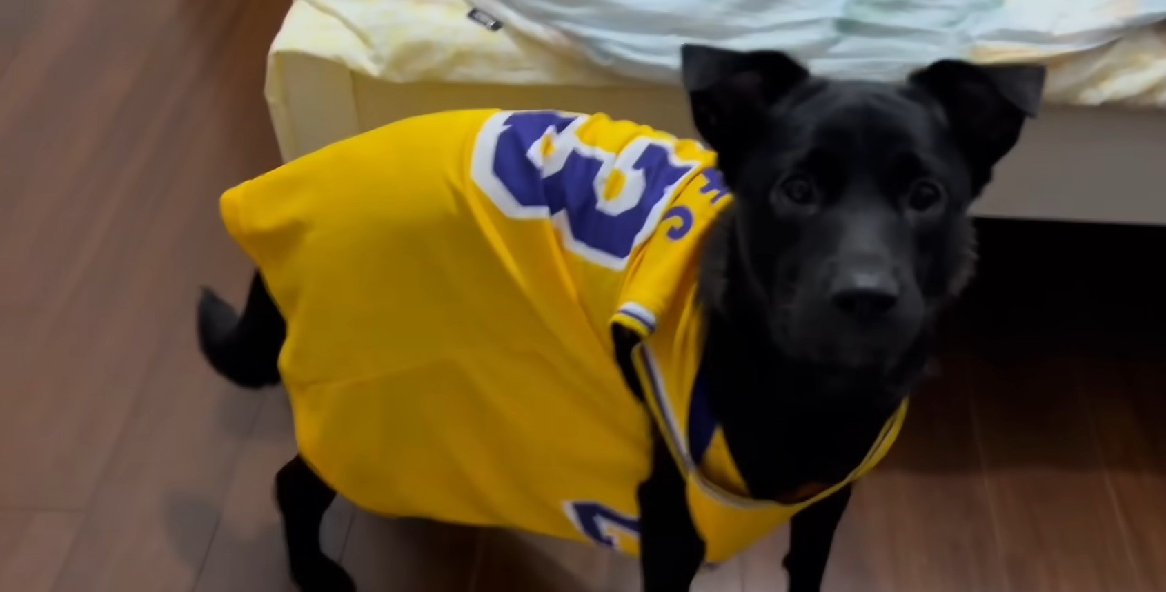 dog in a basketball dress
