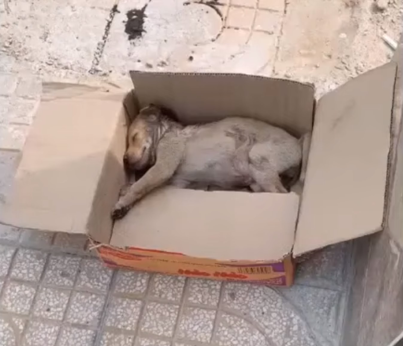 dog in a box