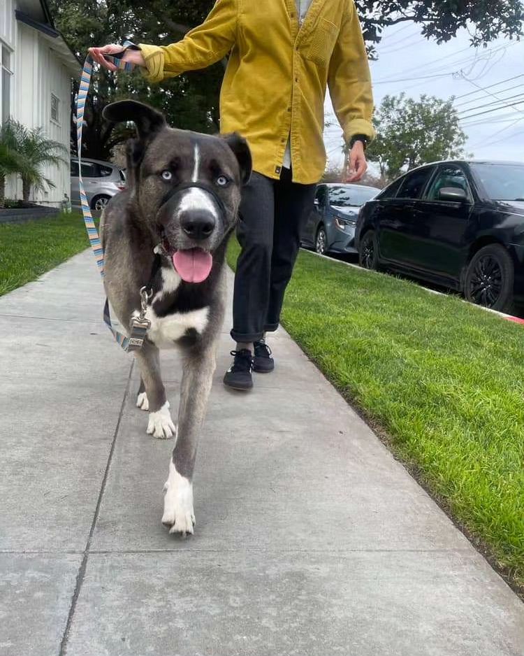 dog in a walk with man