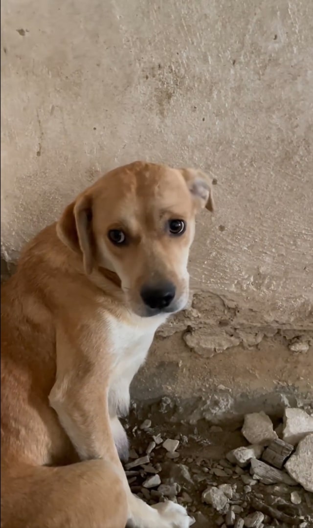 dog in ruins