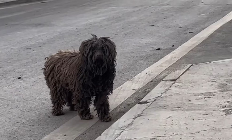 dog in the street