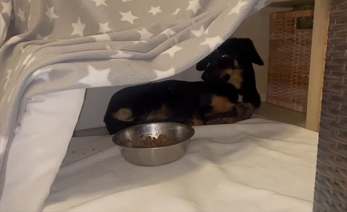 dog laying next to the food bowl