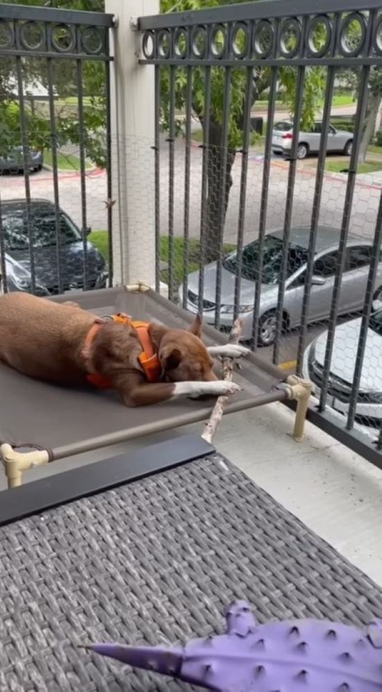 dog laying on terrace