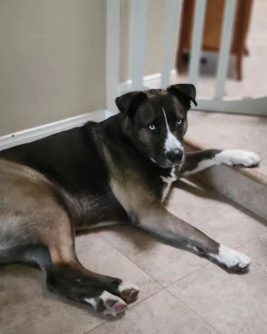 dog laying on the stairs