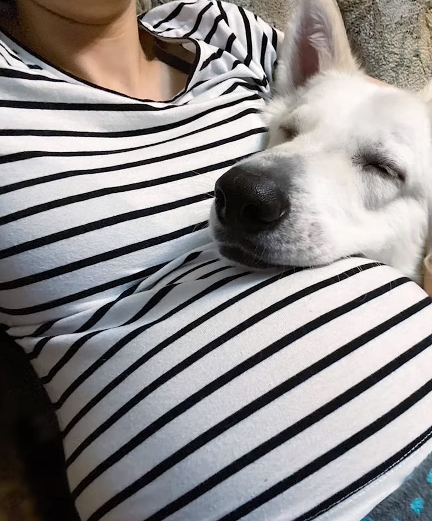 dog leaning on pregnant woman's belly