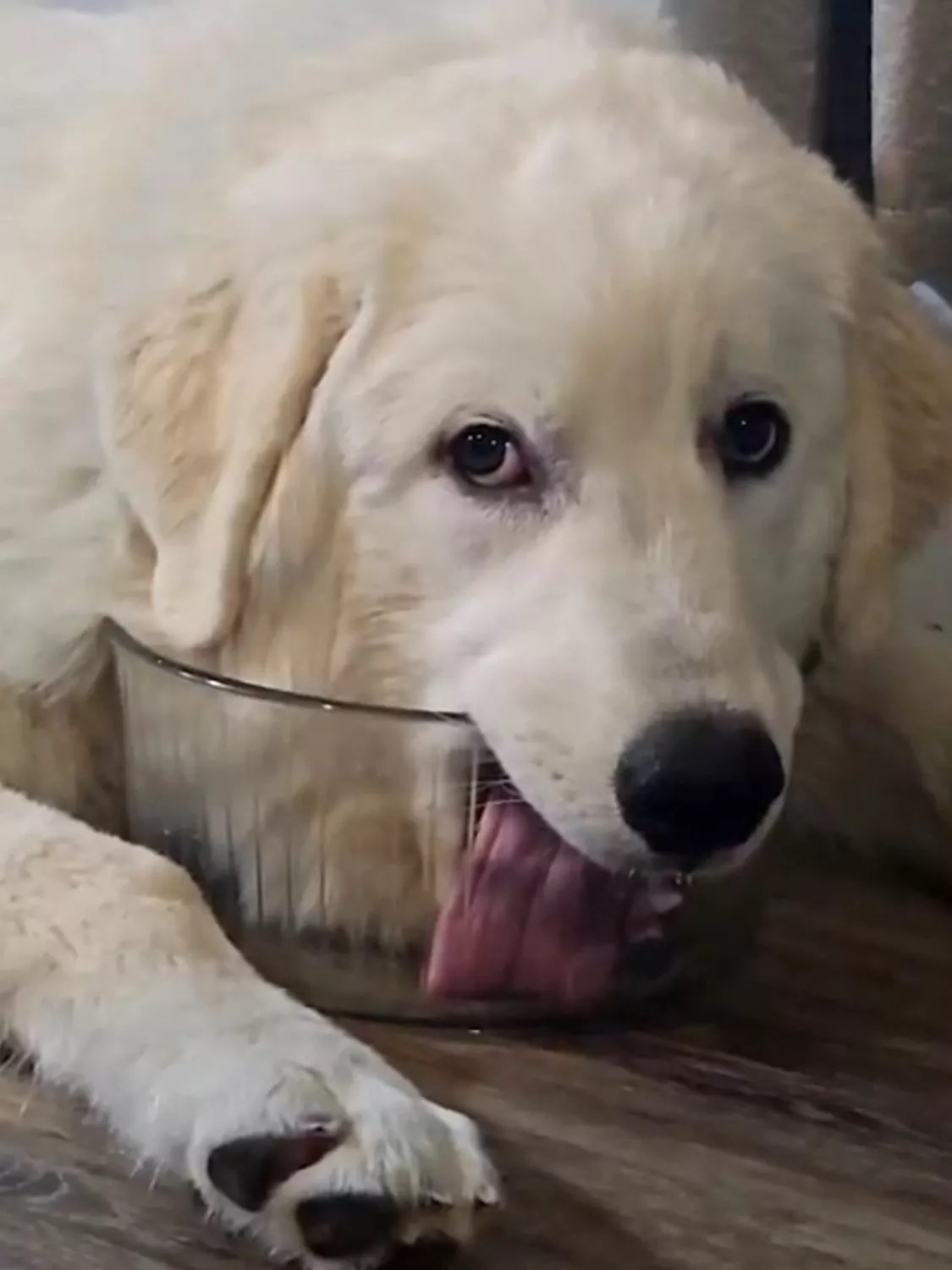 dog licking the water bowl