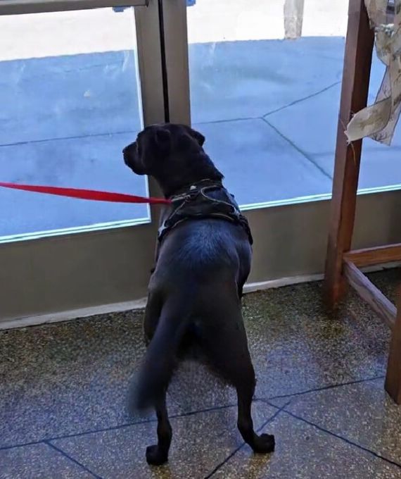 dog looking through the door
