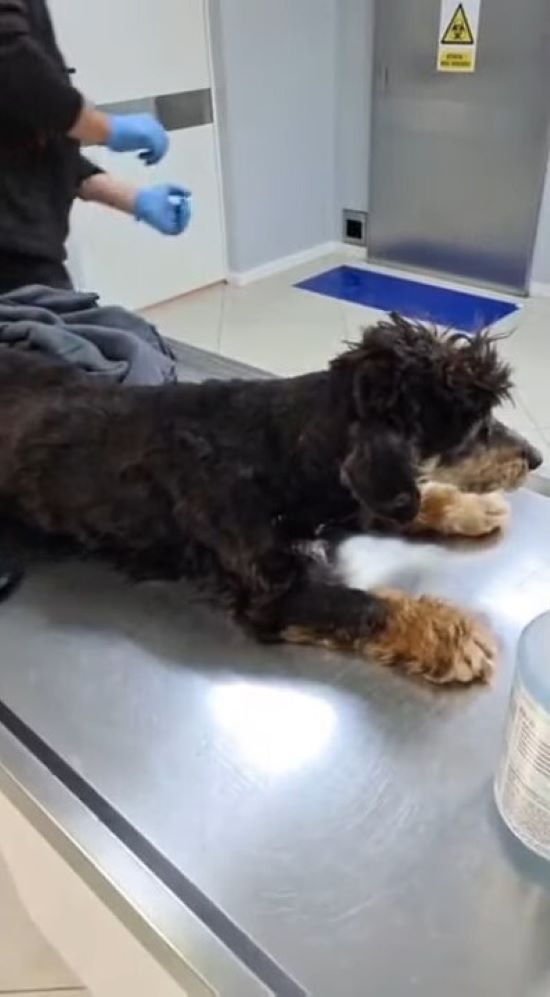 dog lying at vet's table