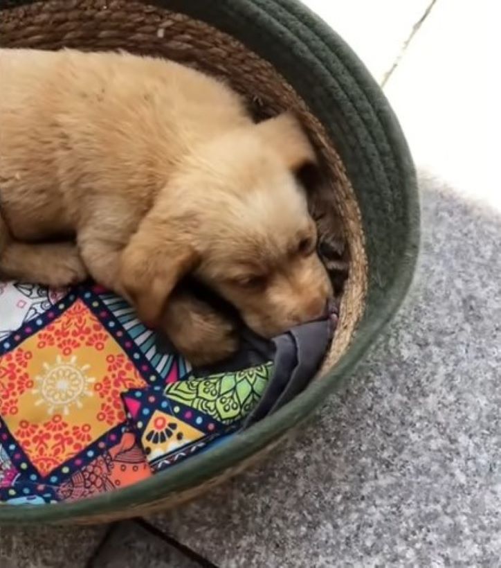 dog lying in a basket