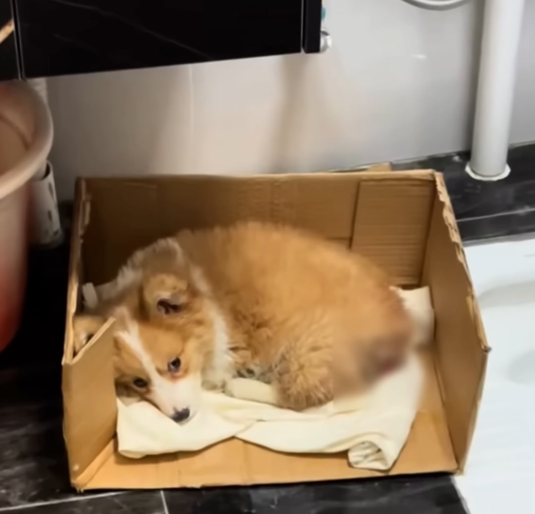 dog lying in a cardboard box