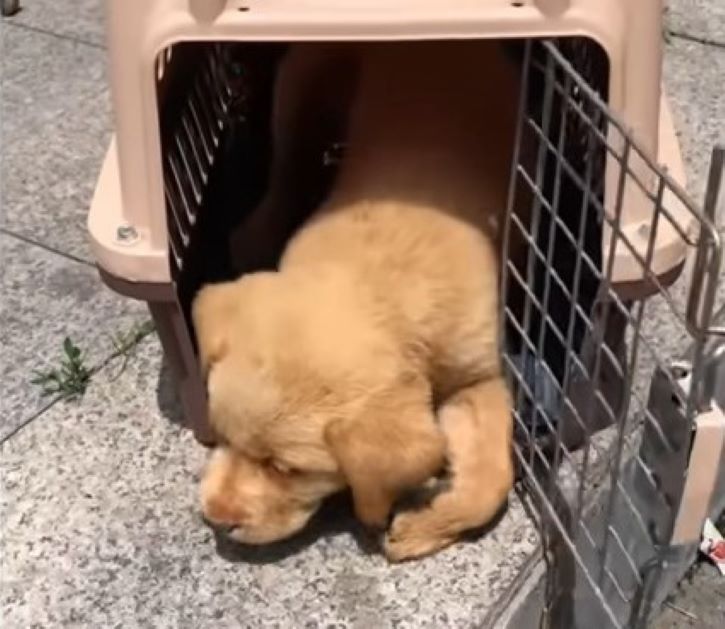 dog lying in a carrier