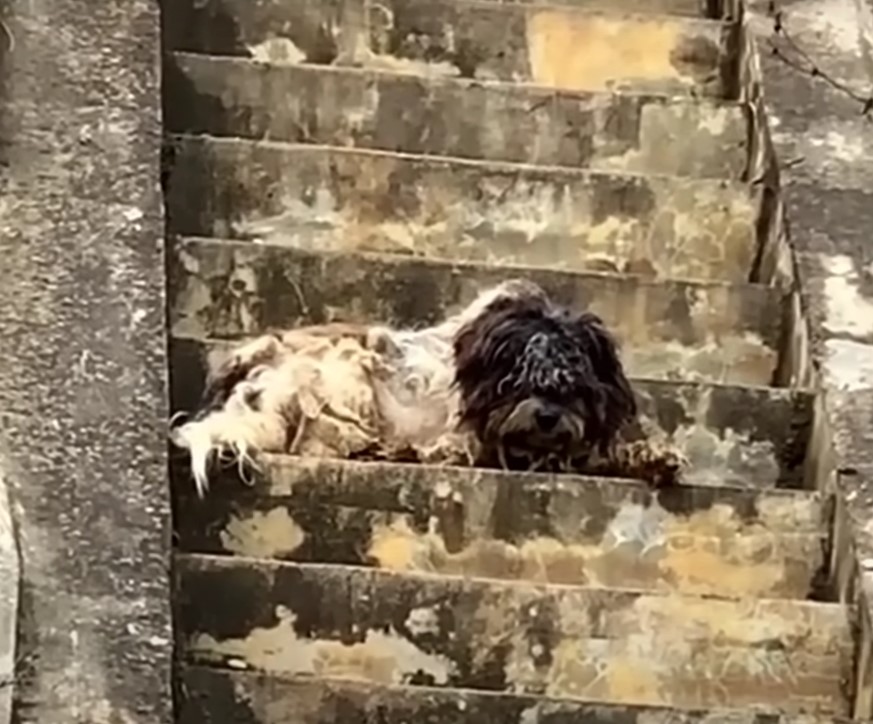 dog lying on stairs