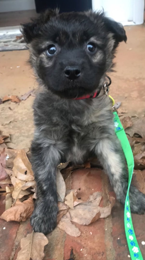 dog lying outdoors