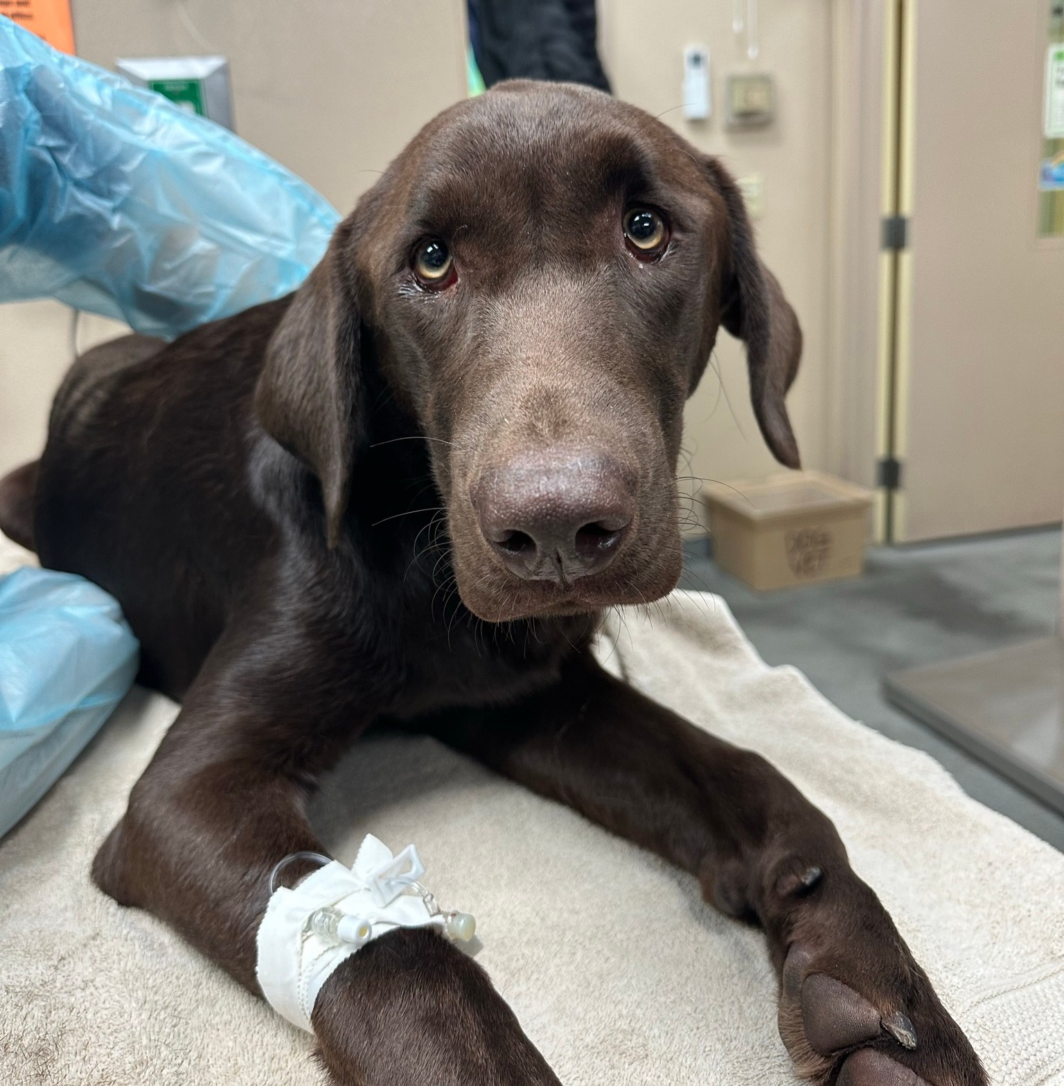 dog named timber at vet's office