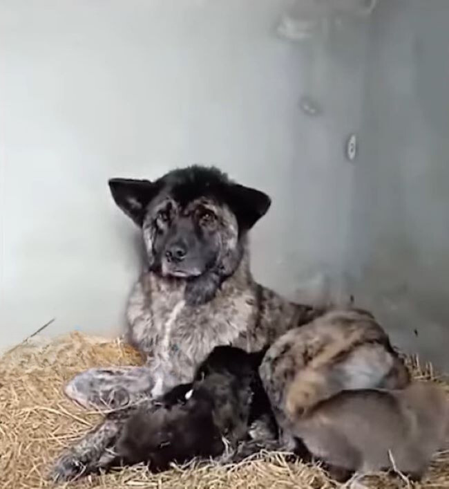 dog nursing the puppy