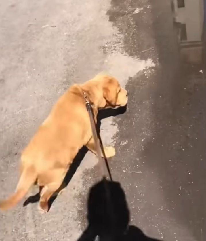dog on a leash